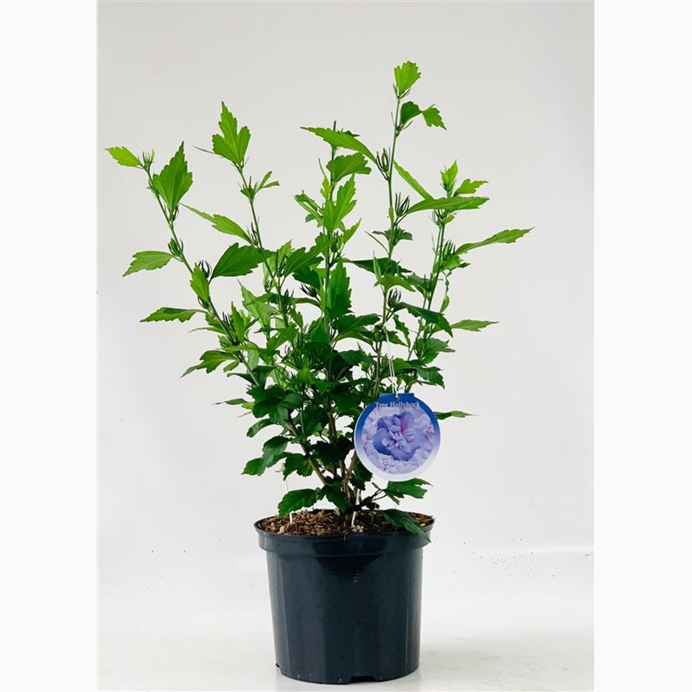 Hibiskus – Hibiscus syriacus 'Blue Chiffon' - C5 60/+ CM